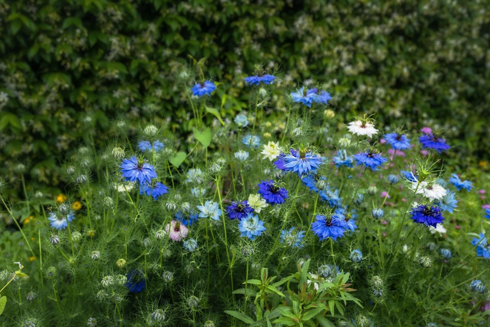 400 Blue & White Love in a Mist Nigella Damascena Flower Seeds - Image 11
