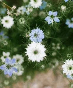 400 Blue & White Love in a Mist Nigella Damascena Flower Seeds - Image 12