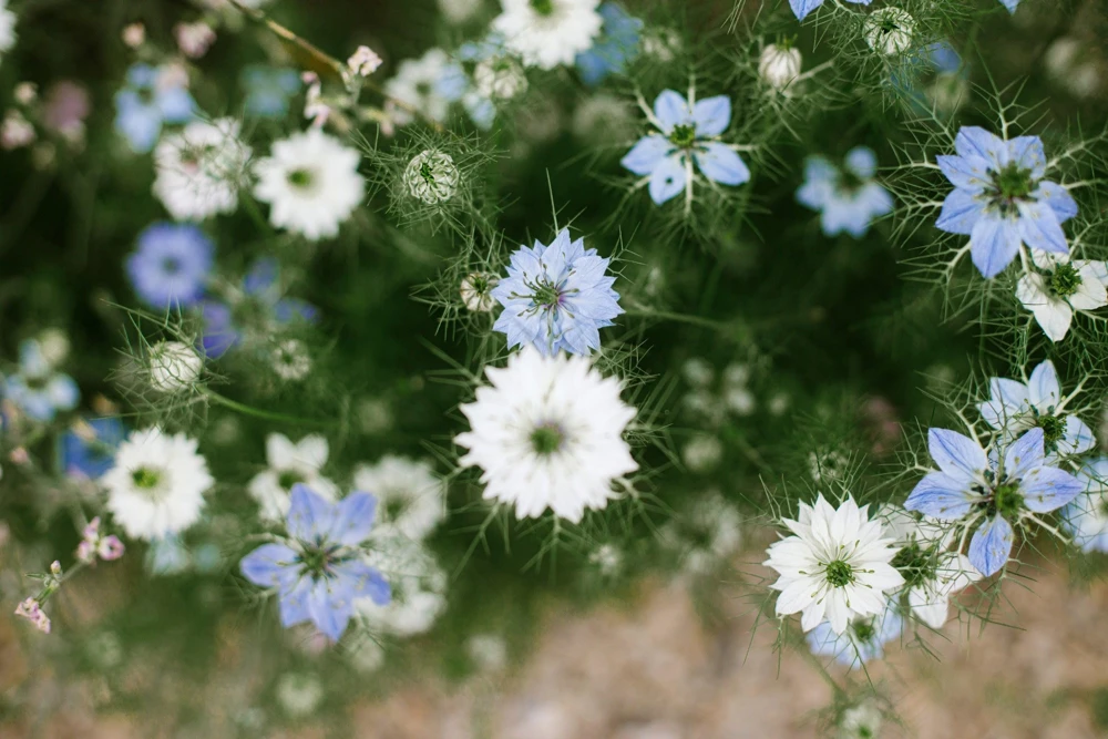 400 Blue & White Love in a Mist Nigella Damascena Flower Seeds - Image 12