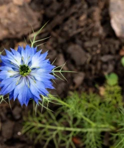 400 Blue & White Love in a Mist Nigella Damascena Flower Seeds - Image 13