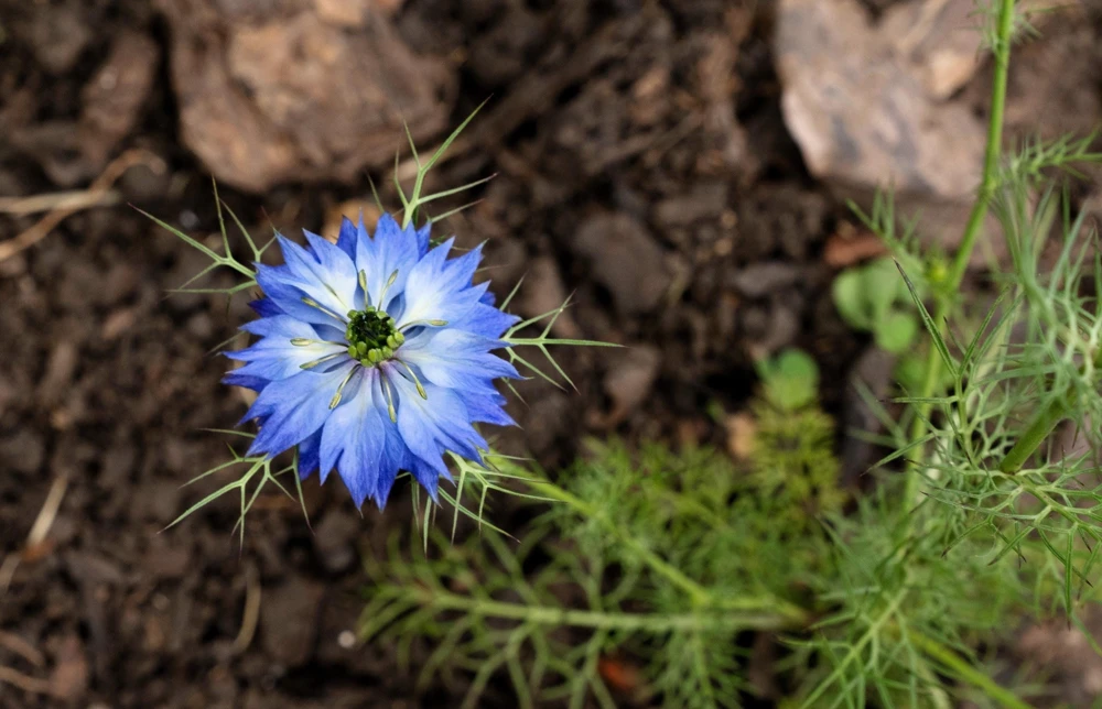 400 Blue & White Love in a Mist Nigella Damascena Flower Seeds - Image 13