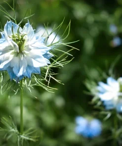 400 Blue & White Love in a Mist Nigella Damascena Flower Seeds - Image 14