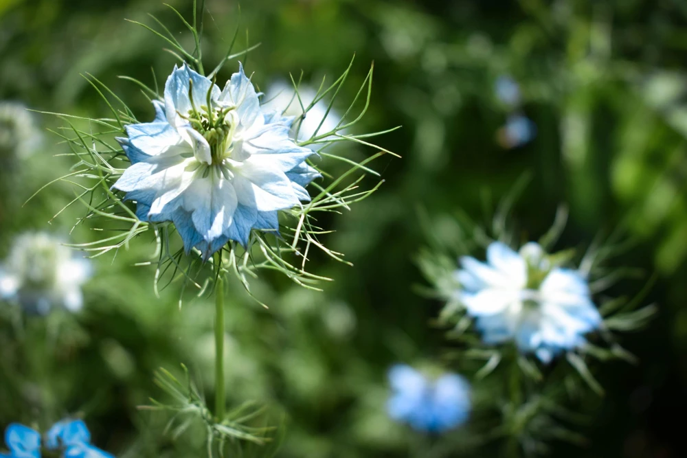 400 Blue & White Love in a Mist Nigella Damascena Flower Seeds - Image 14