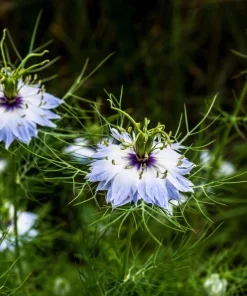 400 Blue & White Love in a Mist Nigella Damascena Flower Seeds - Image 15