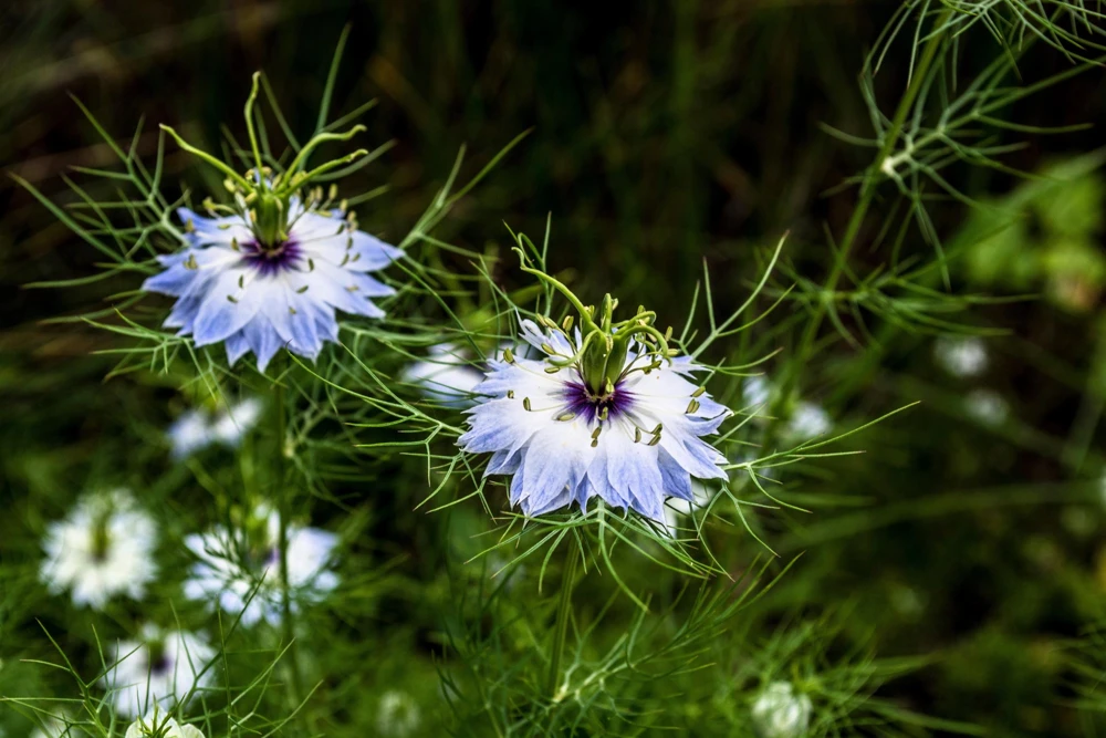 400 Blue & White Love in a Mist Nigella Damascena Flower Seeds - Image 15