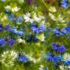400 Blue & White Love in a Mist Nigella Damascena Flower Seeds - Image 1