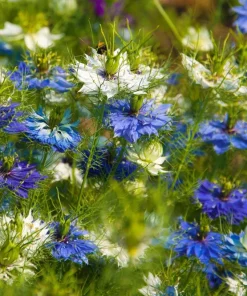 400 Blue & White Love in a Mist Nigella Damascena Flower Seeds - Image 1