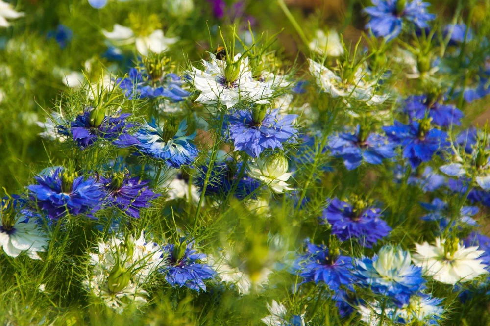 400 Blue & White Love in a Mist Nigella Damascena Flower Seeds - Image 1