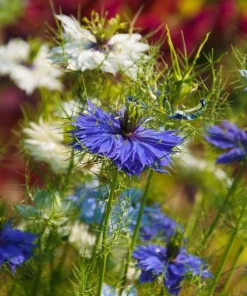 400 Blue & White Love in a Mist Nigella Damascena Flower Seeds - Image 2