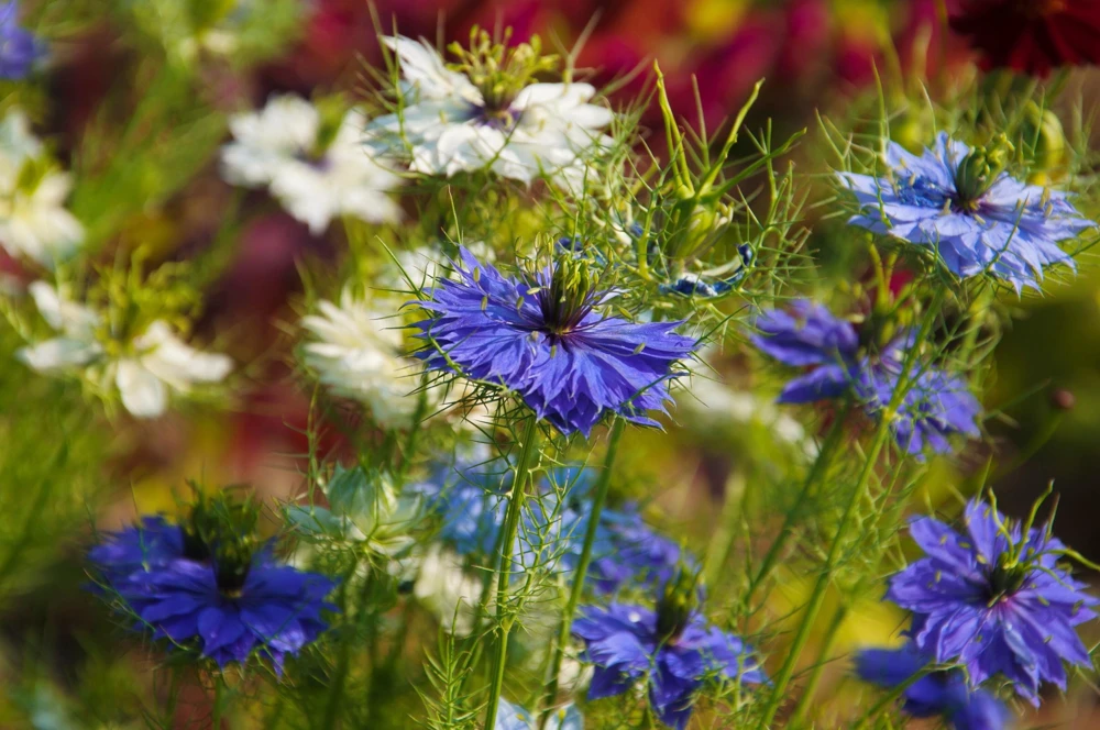 400 Blue & White Love in a Mist Nigella Damascena Flower Seeds - Image 2