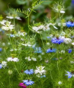 400 Blue & White Love in a Mist Nigella Damascena Flower Seeds - Image 3