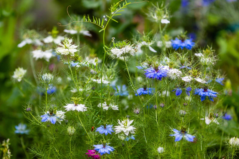 400 Blue & White Love in a Mist Nigella Damascena Flower Seeds - Image 3