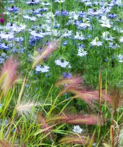 400 Blue & White Love in a Mist Nigella Damascena Flower Seeds - Image 4