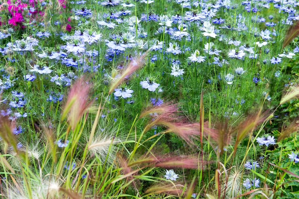 400 Blue & White Love in a Mist Nigella Damascena Flower Seeds - Image 4