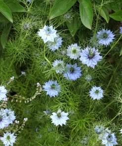 400 Blue & White Love in a Mist Nigella Damascena Flower Seeds - Image 5