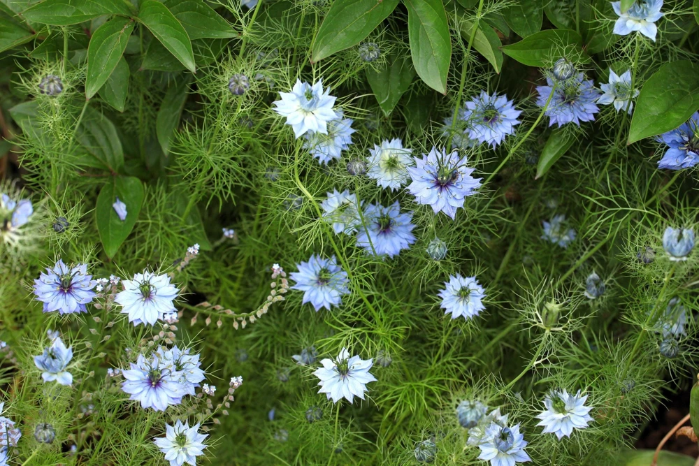 400 Blue & White Love in a Mist Nigella Damascena Flower Seeds - Image 5