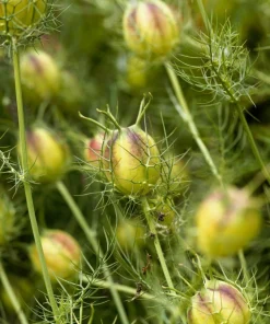 400 Blue & White Love in a Mist Nigella Damascena Flower Seeds - Image 6