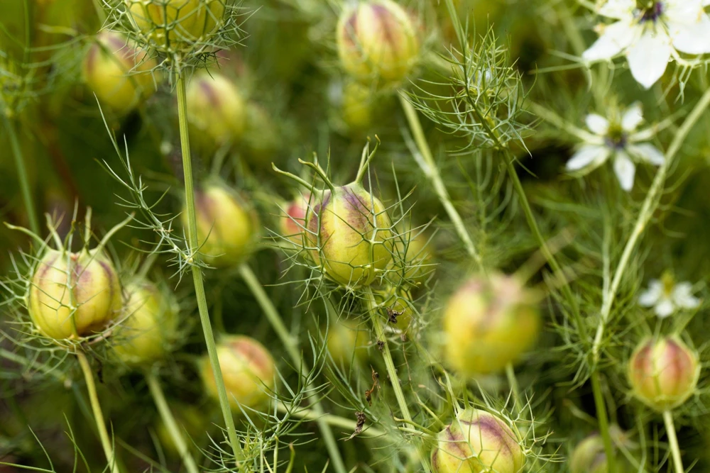 400 Blue & White Love in a Mist Nigella Damascena Flower Seeds - Image 6