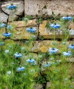 400 Blue & White Love in a Mist Nigella Damascena Flower Seeds - Image 7