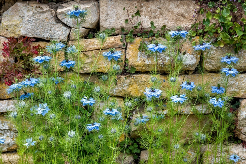 400 Blue & White Love in a Mist Nigella Damascena Flower Seeds - Image 7