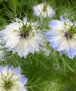 400 Blue & White Love in a Mist Nigella Damascena Flower Seeds - Image 8