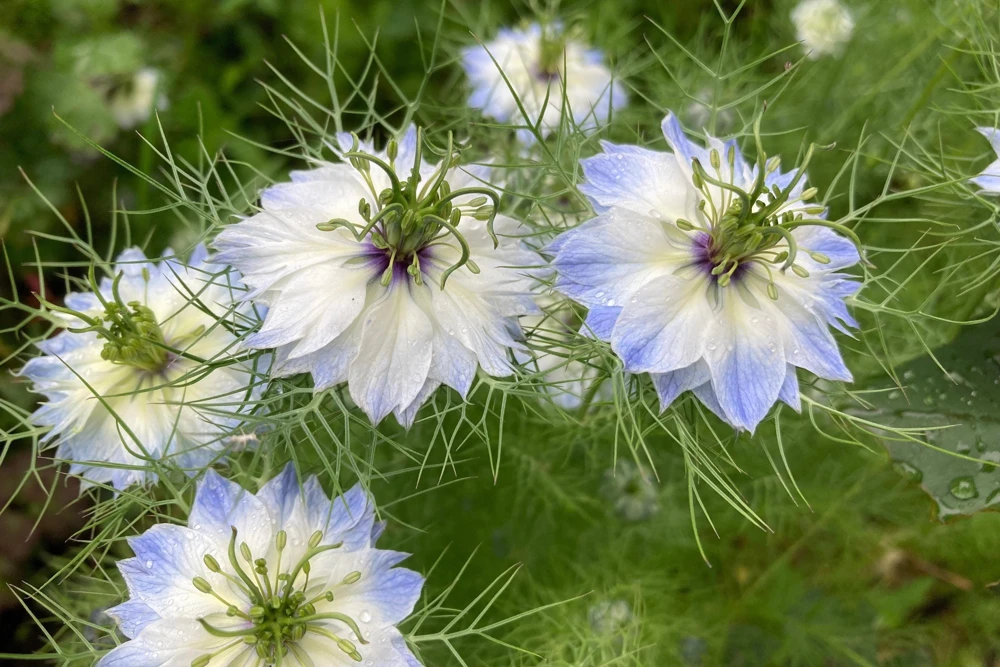 400 Blue & White Love in a Mist Nigella Damascena Flower Seeds - Image 8