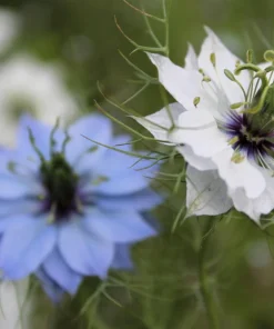 400 Blue & White Love in a Mist Nigella Damascena Flower Seeds - Image 9