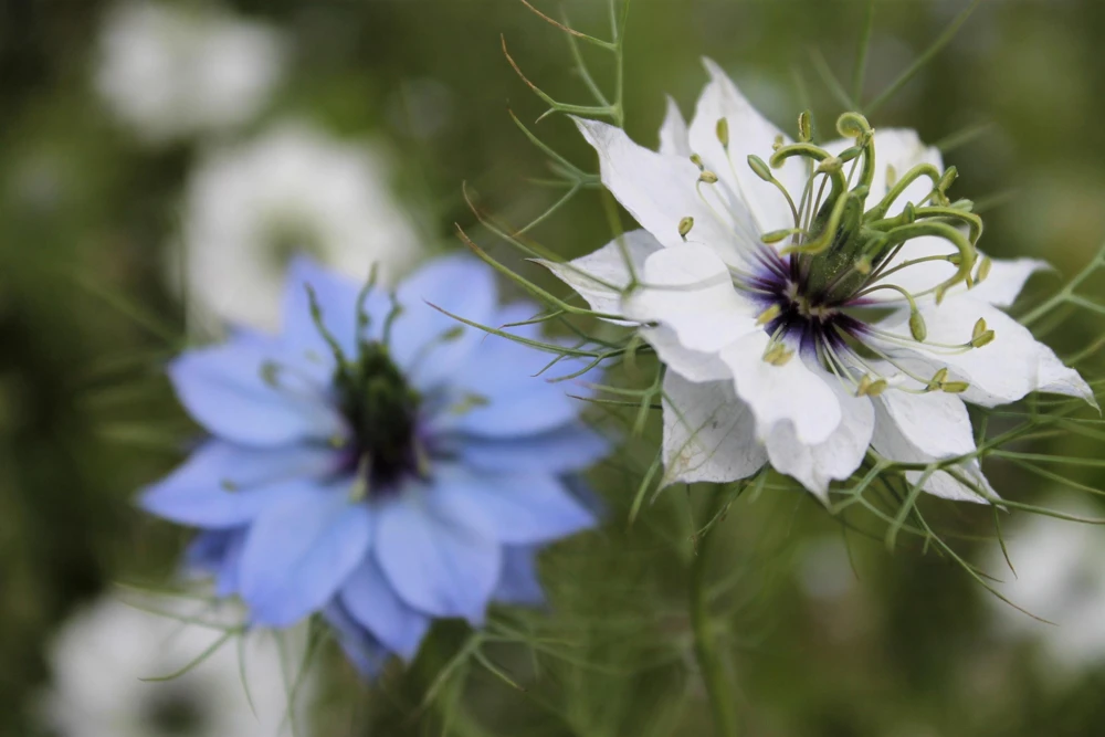 400 Blue & White Love in a Mist Nigella Damascena Flower Seeds - Image 9