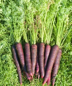 400 Cosmic Purple Carrot Seeds - Daucus Carota Vegetable Seeds - Image 10