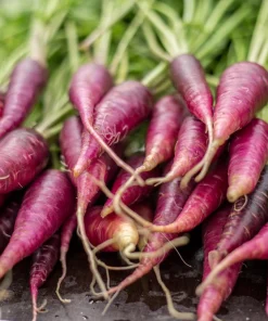 400 Cosmic Purple Carrot Seeds - Daucus Carota Vegetable Seeds - Image 5