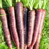 400 Cosmic Purple Carrot Seeds - Daucus Carota Vegetable Seeds - Image 1