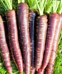400 Cosmic Purple Carrot Seeds - Daucus Carota Vegetable Seeds - Image 1
