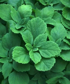 5 Allegheny Spurge Bulbs - Native Shade Groundcover Plants - Image 3
