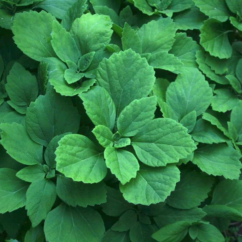 5 Allegheny Spurge Bulbs - Native Shade Groundcover Plants - Image 3