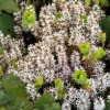 5 Allegheny Spurge Bulbs - Native Shade Groundcover Plants - Image 1