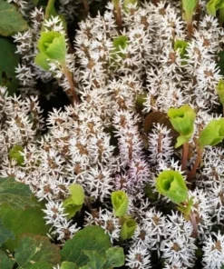 5 Allegheny Spurge Bulbs - Native Shade Groundcover Plants - Image 1