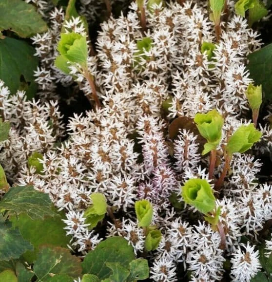5 Allegheny Spurge Bulbs - Native Shade Groundcover Plants - Image 1