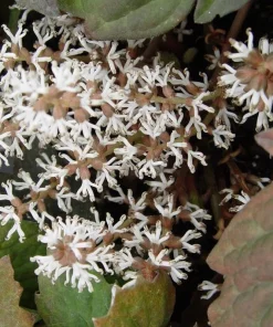 5 Allegheny Spurge Bulbs - Native Shade Groundcover Plants - Image 4