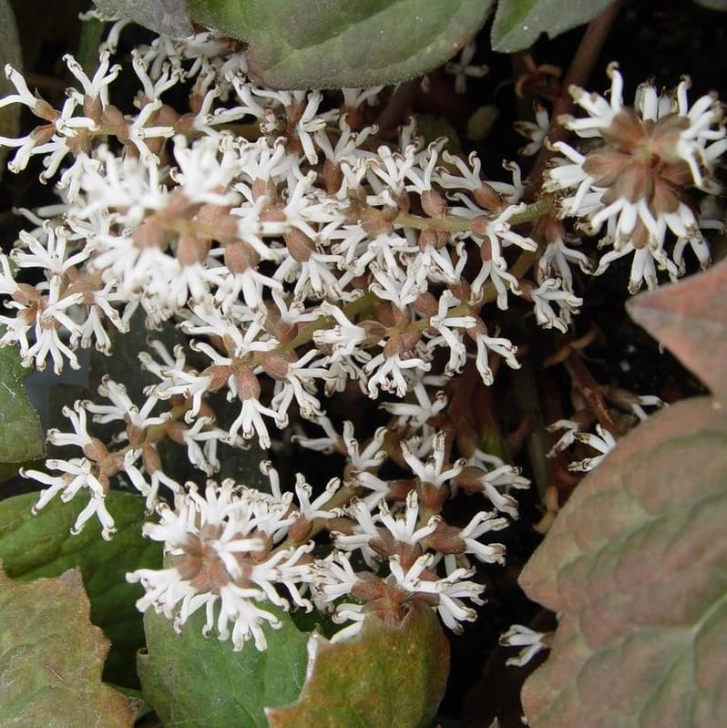 5 Allegheny Spurge Bulbs - Native Shade Groundcover Plants - Image 4
