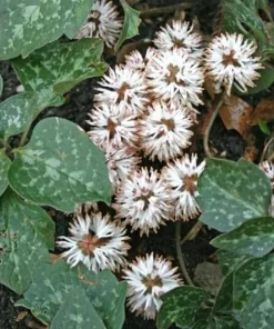 5 Allegheny Spurge Bulbs - Native Shade Groundcover Plants - Image 6