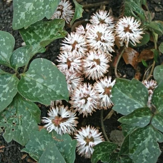 5 Allegheny Spurge Bulbs - Native Shade Groundcover Plants - Image 6