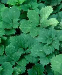 5 Allegheny Spurge Bulbs - Native Shade Groundcover Plants - Image 7