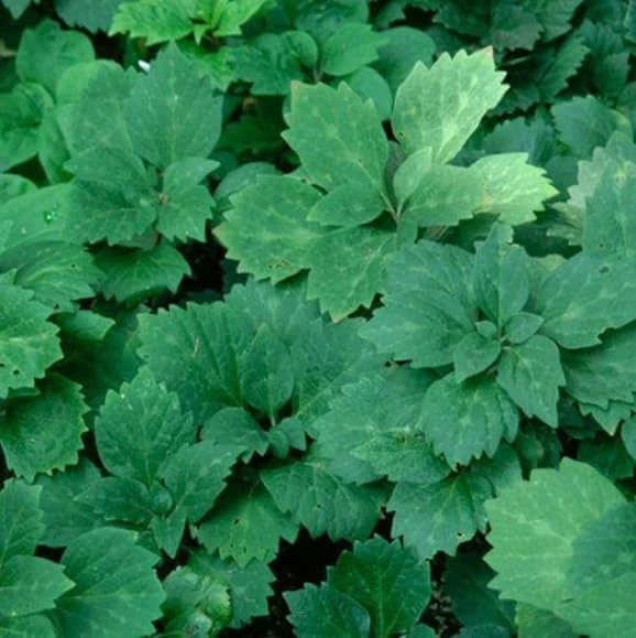 5 Allegheny Spurge Bulbs - Native Shade Groundcover Plants - Image 7