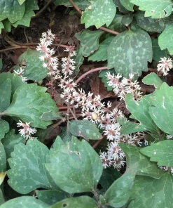 5 Allegheny Spurge Bulbs - Native Shade Groundcover Plants - Image 8