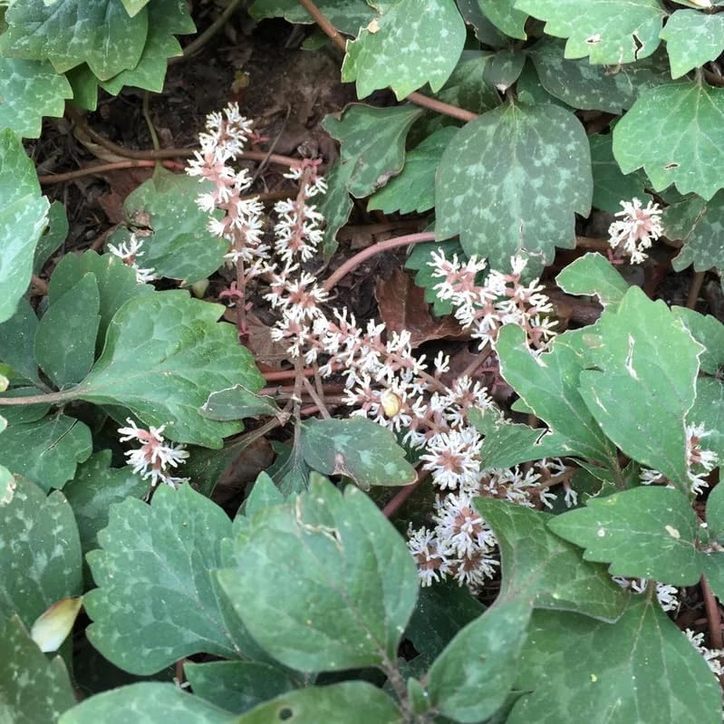 5 Allegheny Spurge Bulbs - Native Shade Groundcover Plants - Image 8