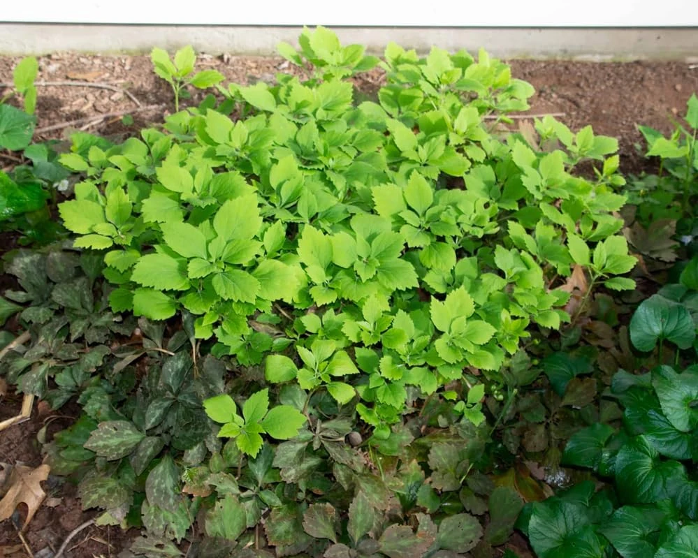 5 Allegheny Spurge Bulbs - Native Shade Groundcover Plants - Image 9