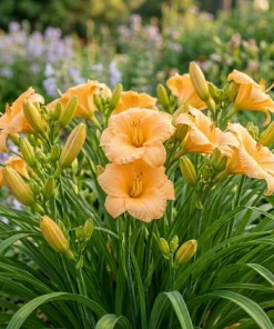 5 Apricot Daylily Bulbs - Reblooming Hemerocallis Perennial for Outdoor Garden - Image 2