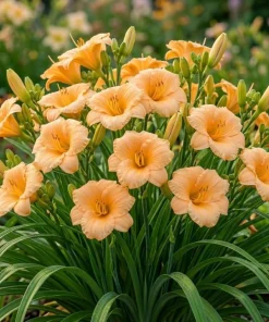 5 Apricot Daylily Bulbs - Reblooming Hemerocallis Perennial for Outdoor Garden - Image 4