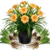 5 Apricot Daylily Bulbs - Reblooming Hemerocallis Perennial for Outdoor Garden - Image 1