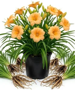 5 Apricot Daylily Bulbs - Reblooming Hemerocallis Perennial for Outdoor Garden - Image 1